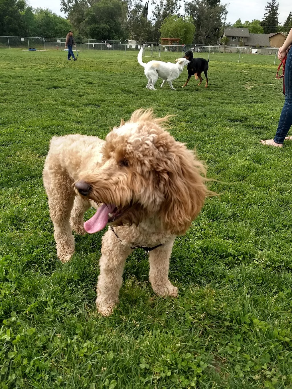 Phoenix Large Dog Park | 9050 Sunset Ave, Fair Oaks, CA 95628, USA | Phone: (916) 966-1036