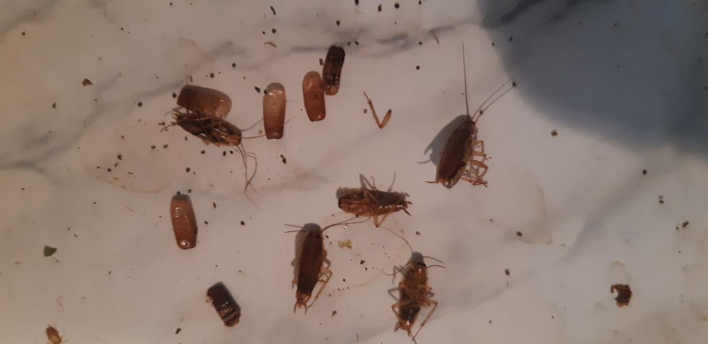 Outstanding Pest Solutions | 12631 Foxdale Dr, Moreno Valley, CA 92553, USA | Phone: (951) 476-9478