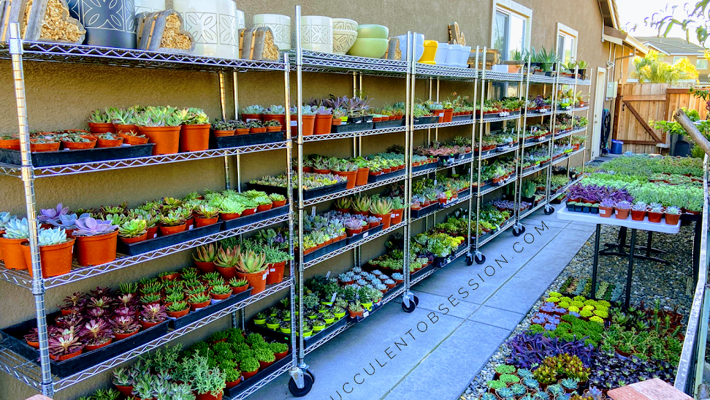 Succulent Obsession | 2010 Fernbank Ct, Fairfield, CA 94534 | Phone: (707) 803-2269