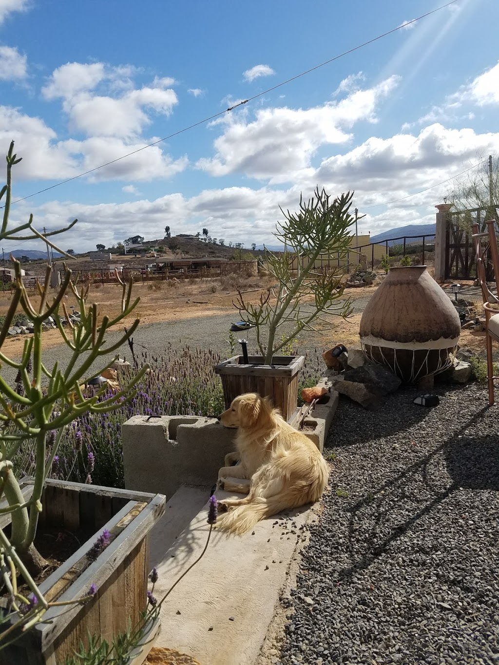 ORGANICA/Guadalupe | Valle de Guadalupe, Valle de Chapultepec, 22753 Ensenada, B.C., Mexico | Phone: 646 190 5319