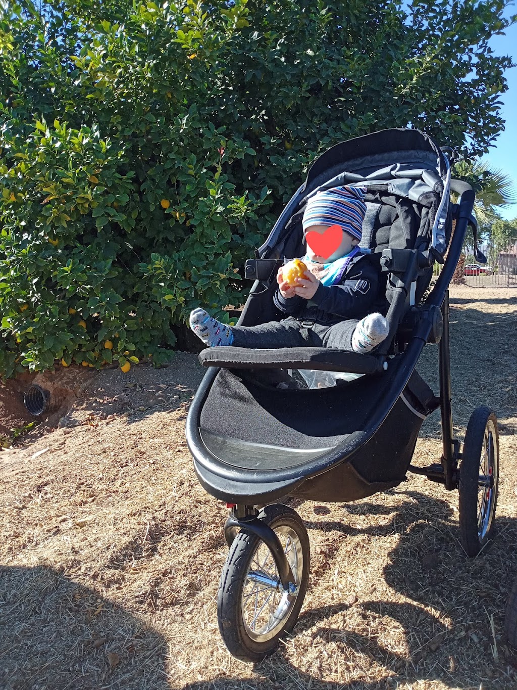 Cotton Lane Citrus Honey | 14014 N 172nd Ave, Surprise, AZ 85388, USA | Phone: (602) 361-2248