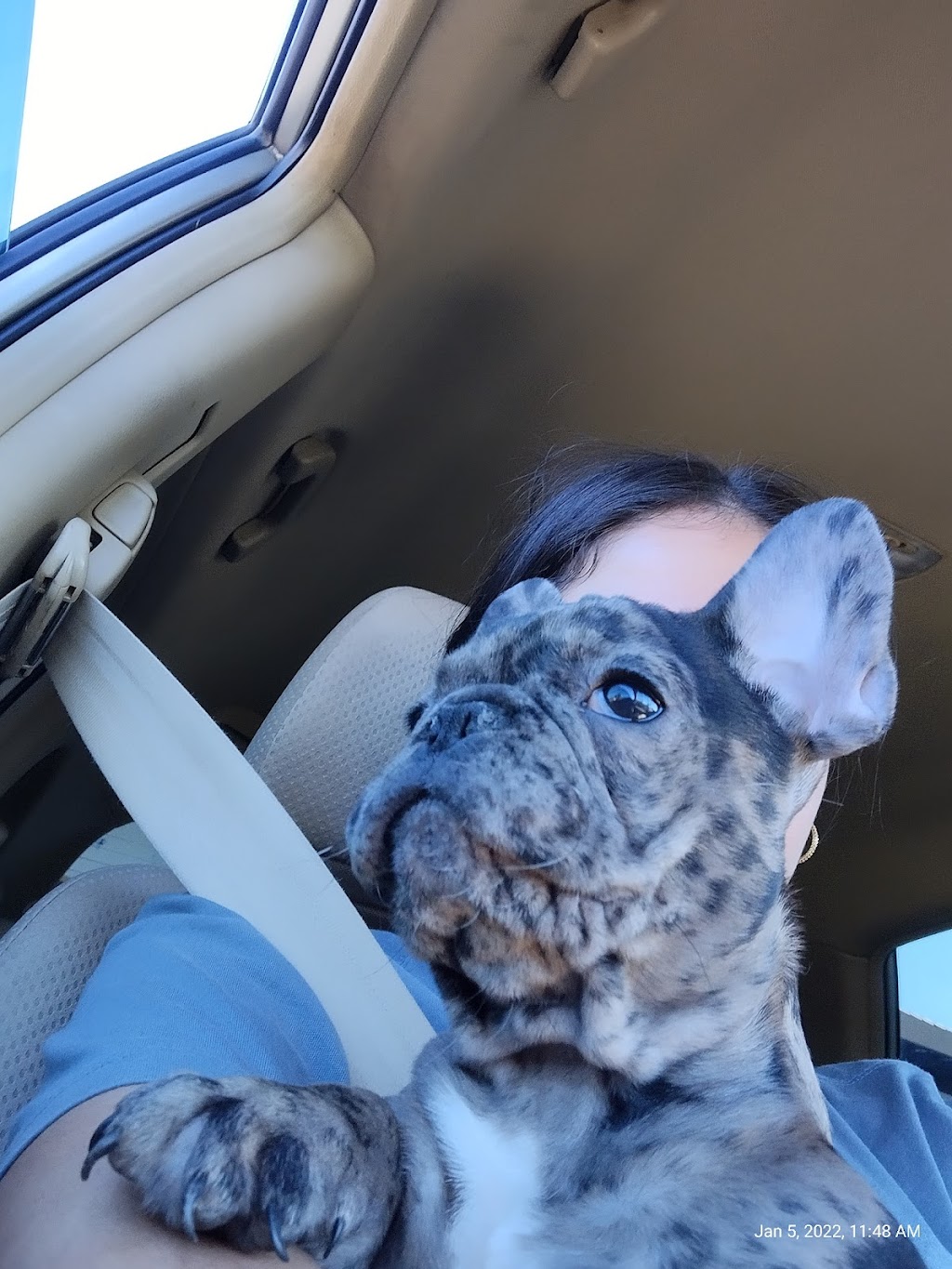 Citrus Veterinary Clinic | 2317 Foothill Blvd, La Verne, CA 91750, USA | Phone: (909) 596-1881