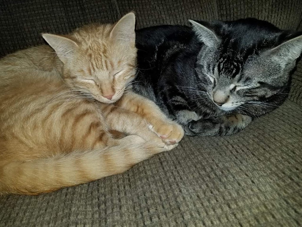 Genesee County Animal Shelter | 3841 W Main Street Rd, Batavia, NY 14020, USA | Phone: (585) 343-6410