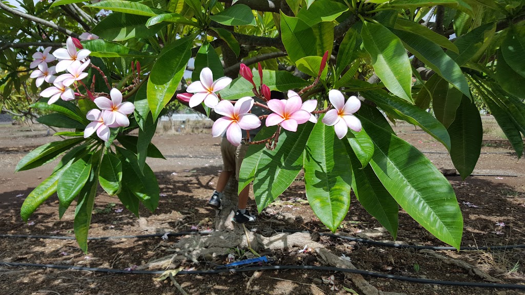 University of Hawaii Urban Garden Center | 955 Kamehameha Hwy, Pearl City, HI 96782, USA | Phone: (808) 453-6050