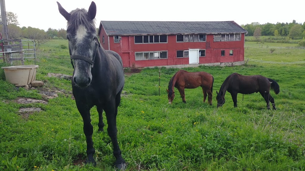 Eight Mile Creek Farm | 40 Johnny Cake Hill Rd, Westerlo, NY 12193, USA | Phone: (518) 649-0950