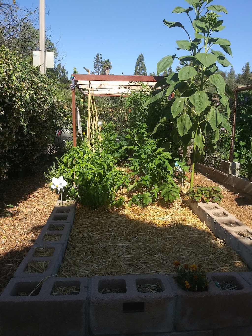 Escondido Community Garden | W Lincoln Ave &, Morning View Dr, Escondido, CA 92026 | Phone: (760) 580-4390