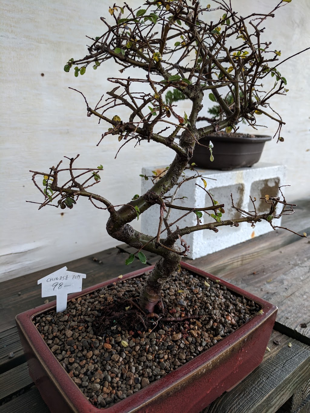 Bonsai Garden of Texas | 2392 State Hwy 71, Cedar Creek, TX 78612, USA | Phone: (512) 985-5585