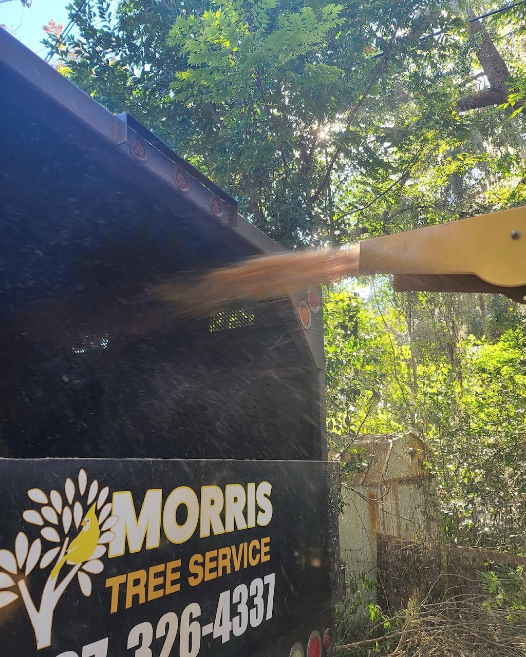 Morris Tree Service | 9507 State Rd 52, Hudson, FL 34669, USA | Phone: (727) 326-4337