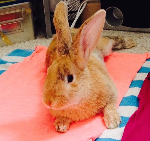 North Kenilworth Veterinary Care | 342 W McDowell Rd, Phoenix, AZ 85003, USA | Phone: (602) 374-3091