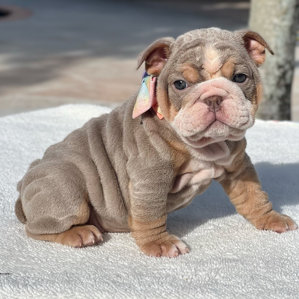 Puppy Love Florida | 773 NW 170th Terrace, Pembroke Pines, FL 33028, USA | Phone: (954) 706-1152