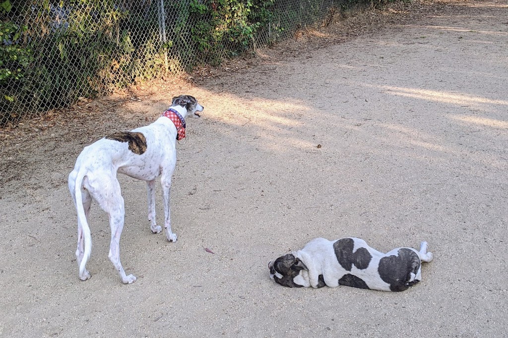 Greer Dog Park | 2800 W Bayshore Rd, Palo Alto, CA 94303, USA | Phone: (650) 329-2413