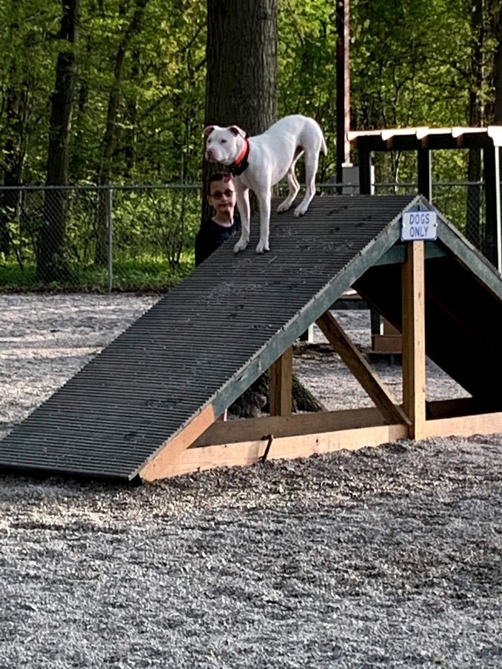 Avon Lake Dog Park | 33401 Webber Rd, Avon Lake, OH 44012, USA | Phone: (440) 933-6141