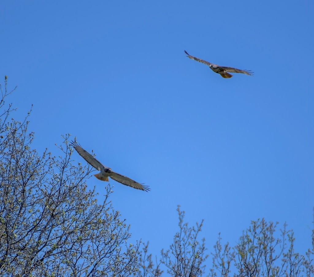 Loblolly Marsh Nature Preserve | 8001-8499 N 250 W, Bryant, IN 47326, USA | Phone: (260) 368-7428