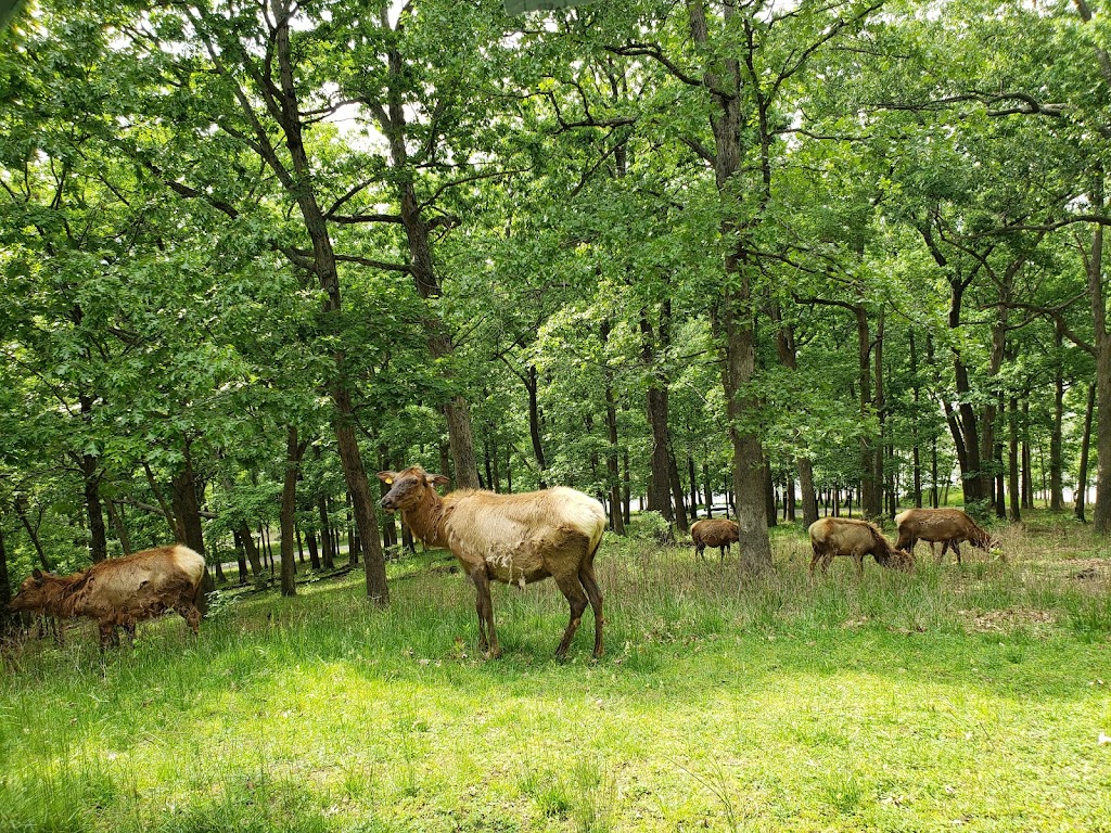 Lone Elk Park | 1 Lone Elk Park Rd, Valley Park, MO 63088, USA | Phone: (314) 615-4386