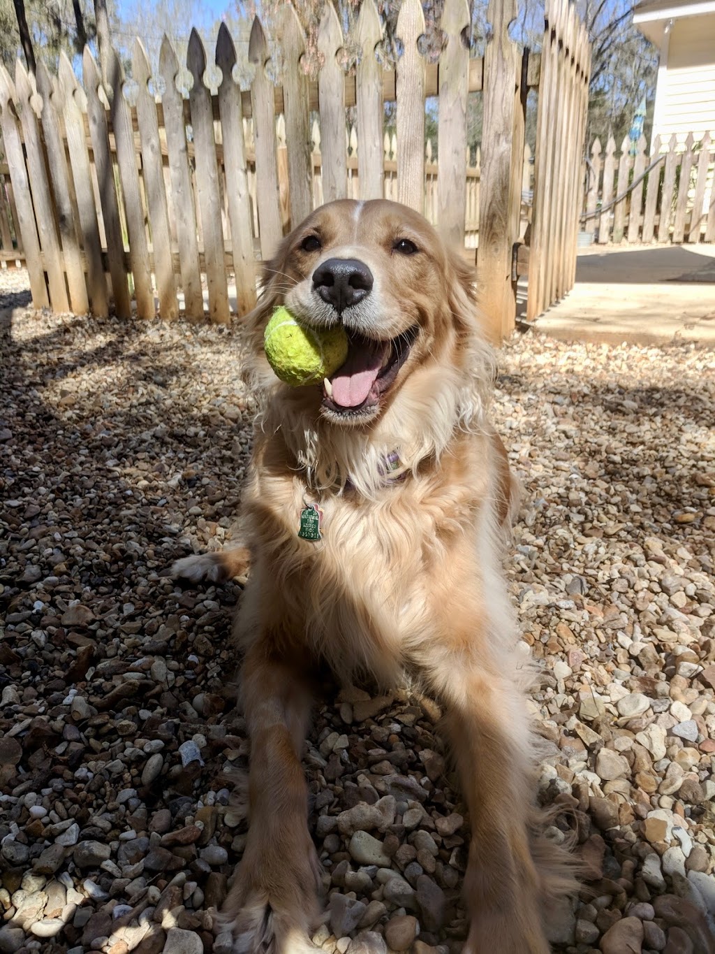 Willows Oak Pet Lodge & Doggie Daycare | 9 Helen Dr, Madisonville, LA 70447 | Phone: (985) 845-9444