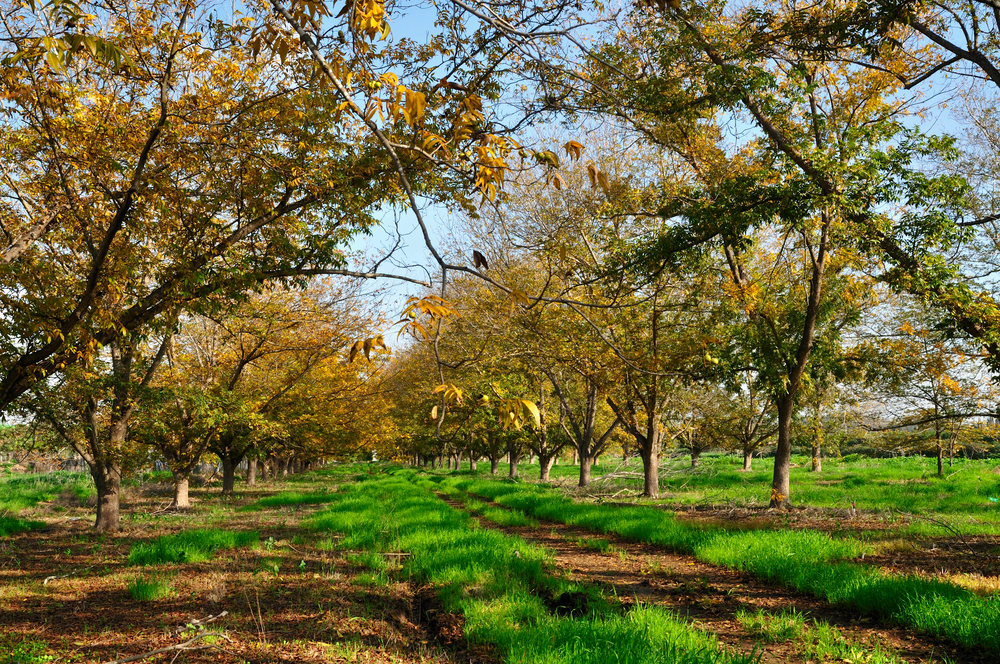 Tarts Pecan Farm | 387 Golda Rd, Benson, NC 27504, USA | Phone: (919) 894-4945