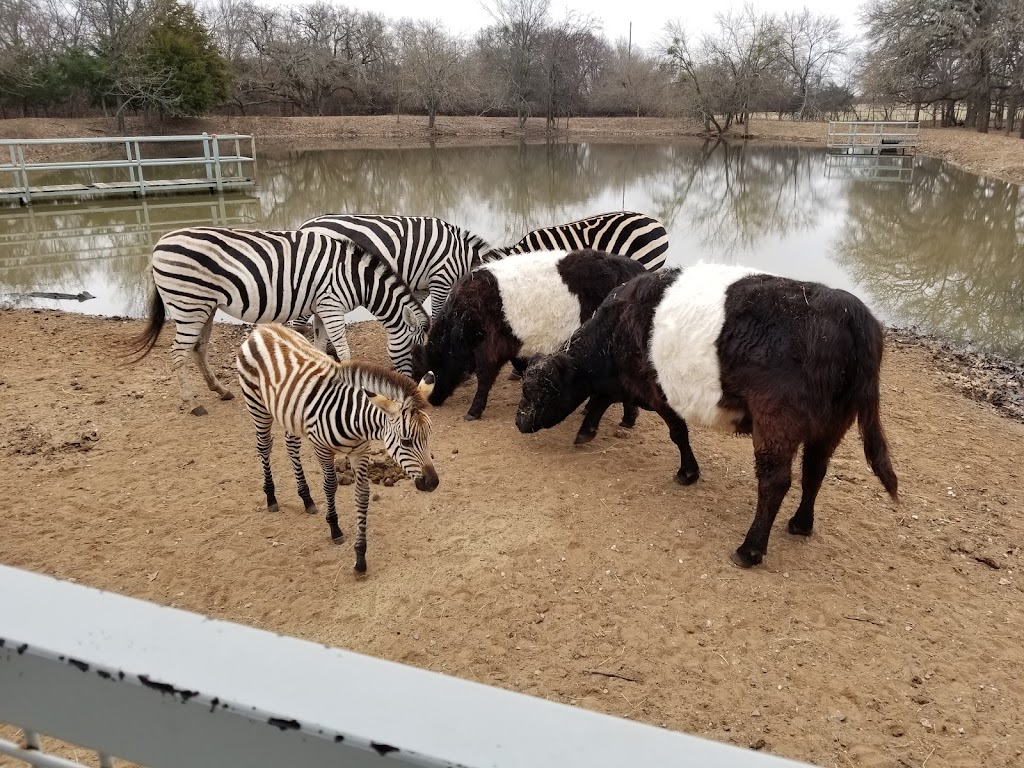 Sharkarosa Wildlife Ranch | 11670 Massey Rd, Pilot Point, TX 76258, USA | Phone: (940) 686-4600