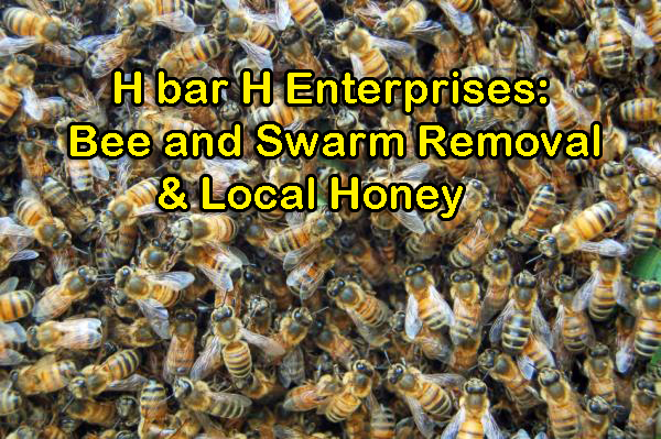 H bar H Enterprises: Bee and Swarm Removal & Local Honey | 1401 Land of Promise Rd, Chesapeake, VA 23322 | Phone: (757) 285-4509