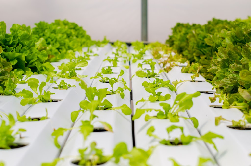LL Urban Farms | 8225 Holly Springs Rd, Raleigh, NC 27606, USA | Phone: (919) 234-7538