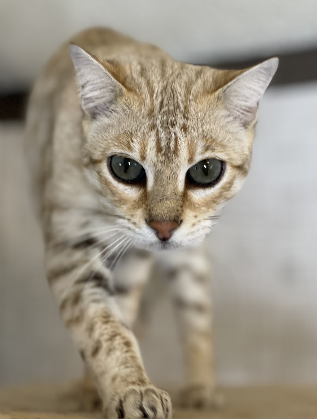 Purr Palz Bengals | 1195 Dearmin Rd, Westfield, NC 27053, USA | Phone: (743) 999-2763