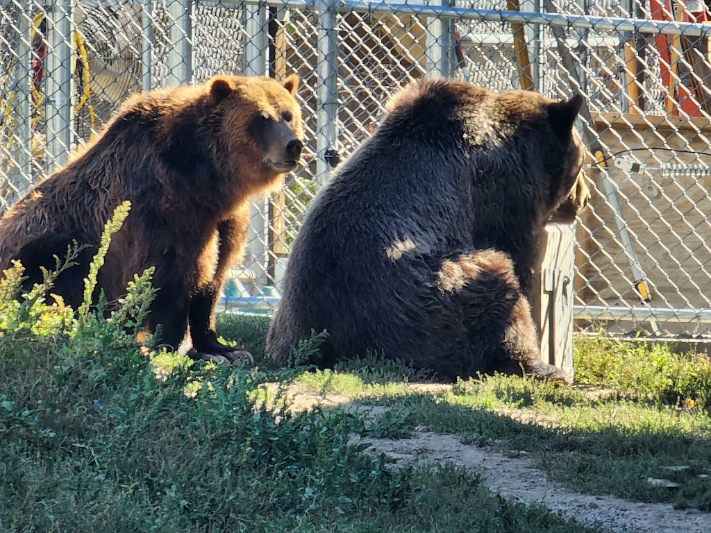 Big Bear Alpine Zoo | 42801 Moonridge Rd, Big Bear Lake, CA 92315, USA | Phone: (909) 584-1299