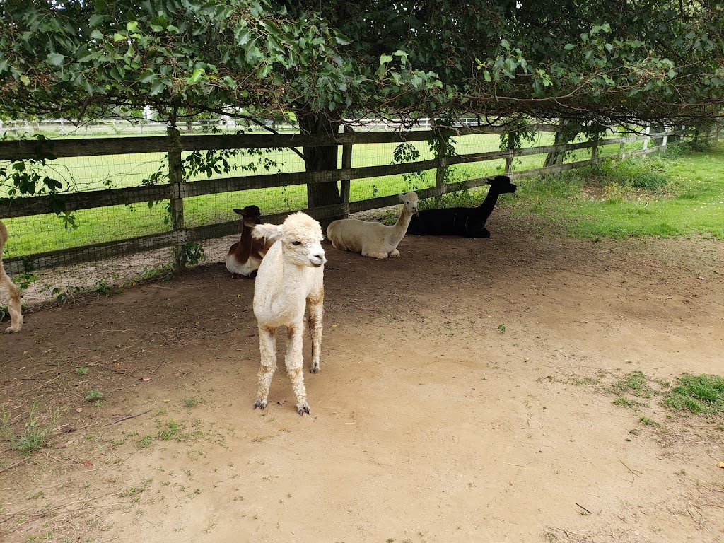 Windy Farm Alpacas | 61 White Pine Rd, Chesterfield Township, NJ 08515, USA | Phone: (609) 947-8269