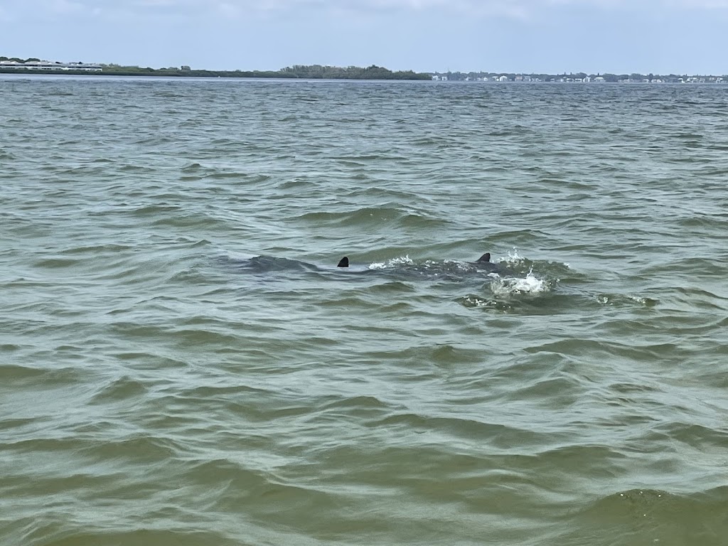 Anna Maria Island Dolphin Tours | 5325 Marina Dr, Holmes Beach, FL 34217, USA | Phone: (941) 281-3461