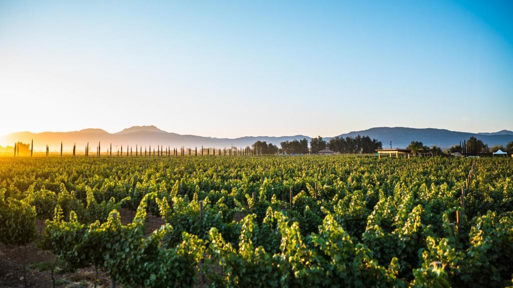 El Cielo Bodega Vinícola | Carretera Guadalupe - El Tigre Parcela 118, Km. 7.5 Valle de Guadalupe Valle de Guadalupe, 22755 Ensenada, B.C., Mexico | Phone: 646 151 6515