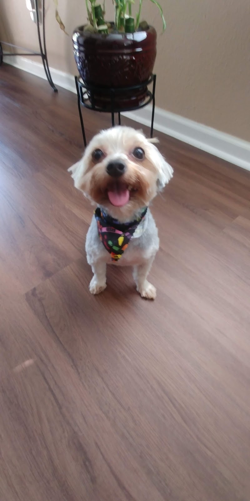 A Gentle Touch Pet Grooming | 8970 103rd St St. 2, Jacksonville, FL 32210, USA | Phone: (904) 573-2929 A Gentle Touch Pet Grooming | 8970 103rd St St. 2, Jacksonville, FL 32210, USA | Phone: (904) 573-2929