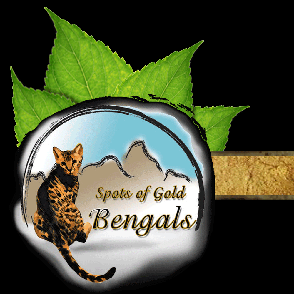 Spots of Gold Bengals | 8014 Kirby St, Valley Springs, CA 95252 | Phone: (209) 351-2108