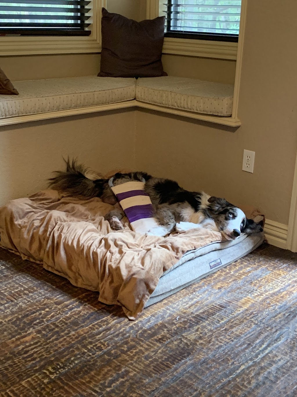 Heritage Veterinary Clinic | 4392 S FM 51, Decatur, TX 76234, USA | Phone: (940) 626-8284