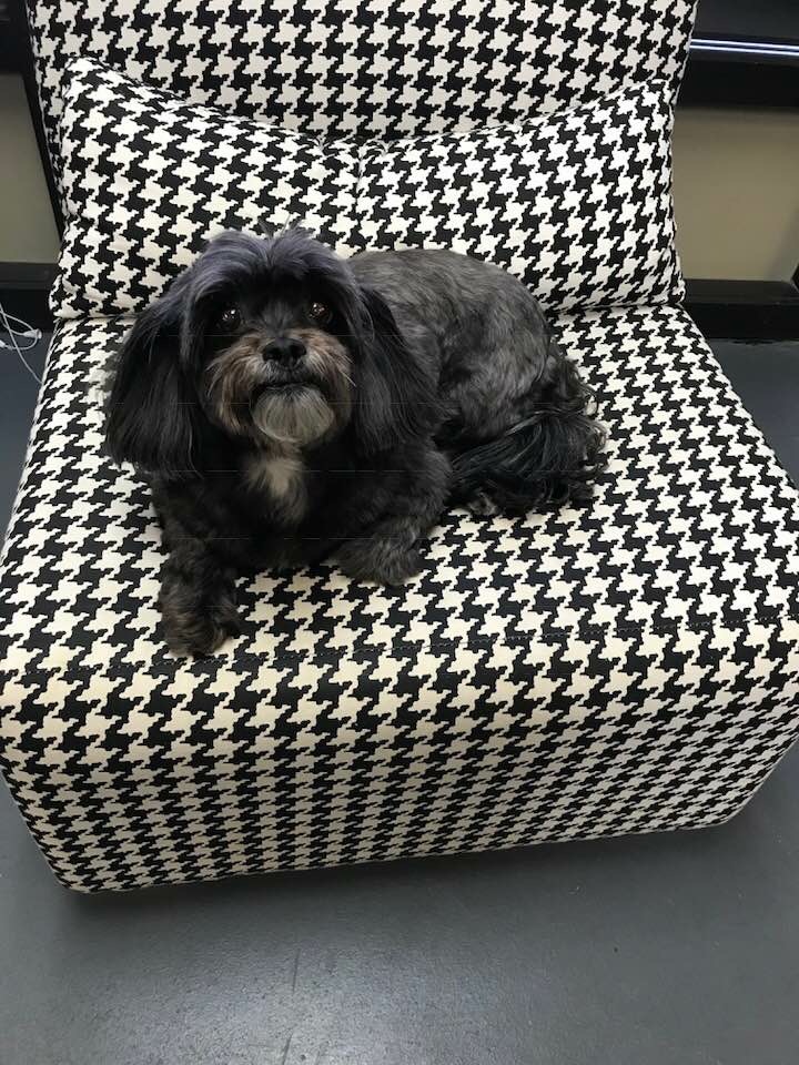 Houndstooth Grooming Boarding Doggie Daycare | 531 W Baddour Pkwy, Lebanon, TN 37087, USA | Phone: (615) 453-9090