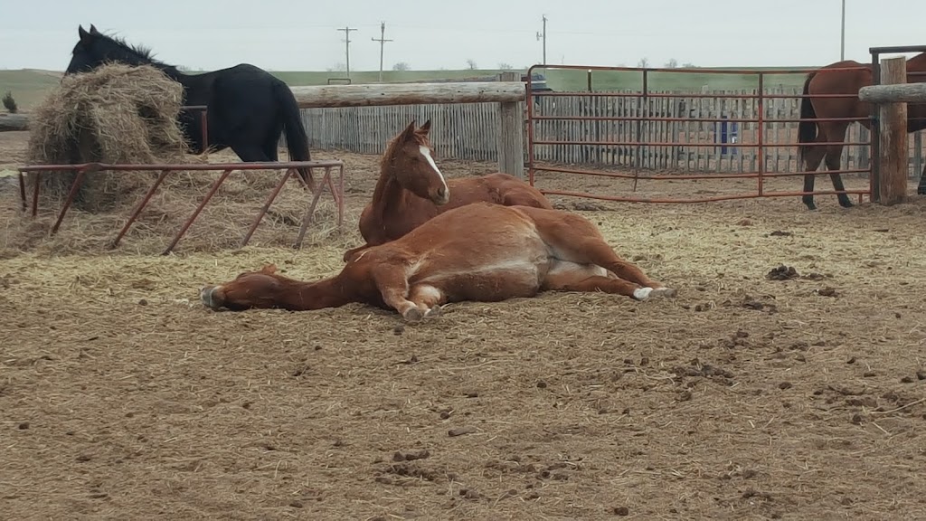 Storm Creek Horse Co. Farm & Rescue | 10518 W Boundary Rd, Pretty Prairie, KS 67570, USA | Phone: (316) 303-2497