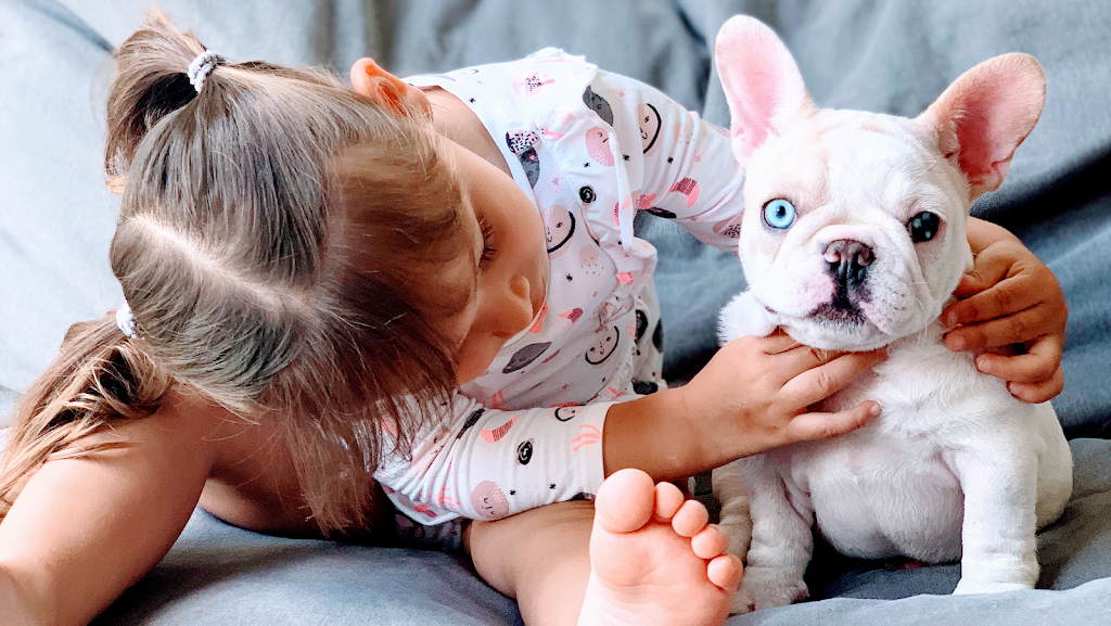 Puppy Love Florida | 773 NW 170th Terrace, Pembroke Pines, FL 33028, USA | Phone: (954) 706-1152