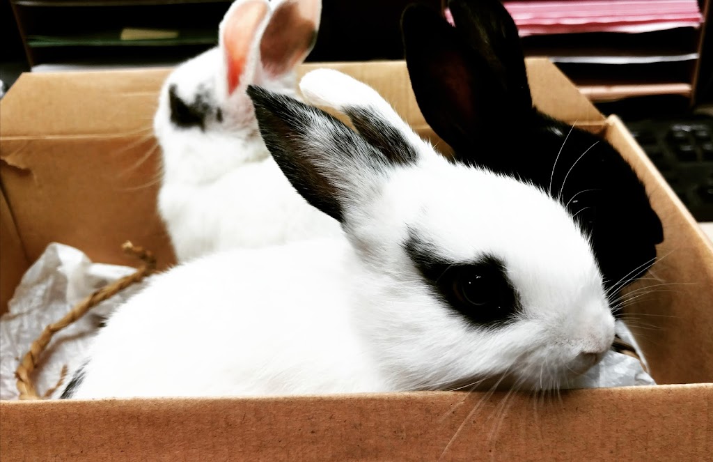 North Valley Veterinary Center And Boarding | 43619 Sierra Hwy, Lancaster, CA 93534, USA | Phone: (661) 945-7906