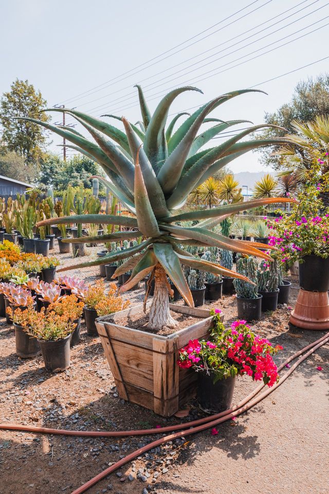 Javier Flowers & Garden | 1970 N Twin Oaks Valley Rd, San Marcos, CA 92069, USA | Phone: (760) 591-0271