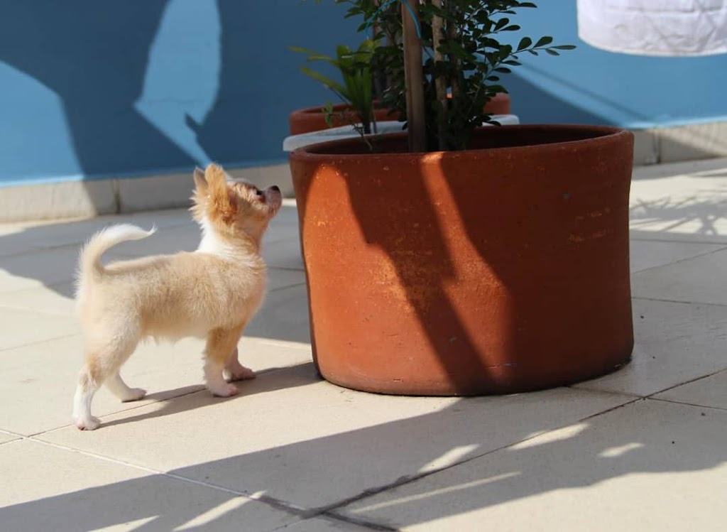 Jays Home Of Chihuahuas | 2104 Savannah Terrace SE, Washington, DC 20020, USA | Phone: (202) 978-8737