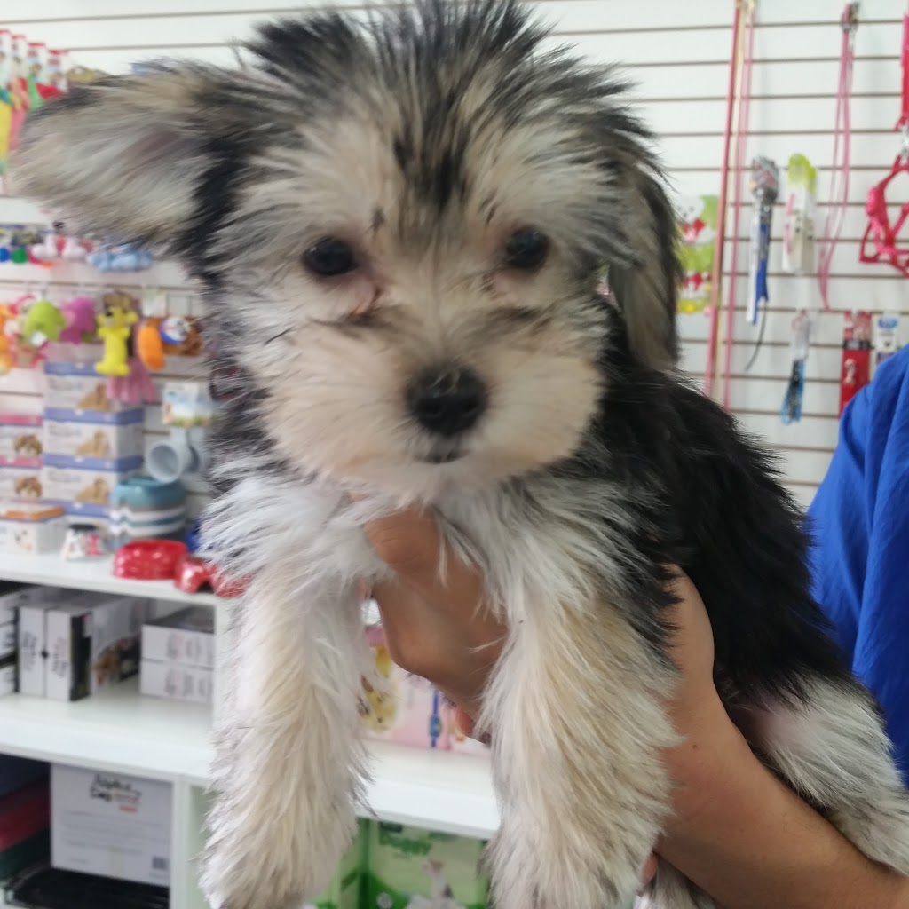 Pooch and Groom | 6271 Rosemead Blvd, Temple City, CA 91780, USA | Phone: (626) 782-7810