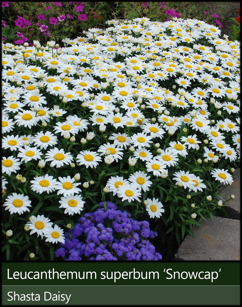 Backyard Blooms Nursery LLC | 1300 88th Ave, Kenosha, WI 53144, USA | Phone: (262) 237-8446