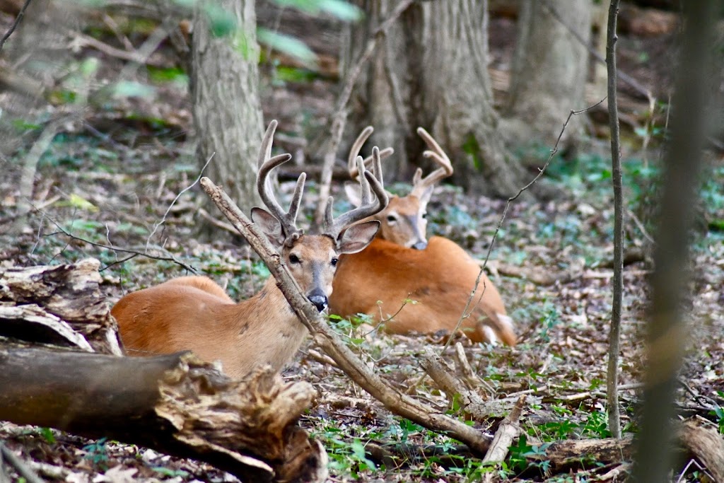 Orchard Lake Nature Sanctuary | 4700 Pontiac Trail, West Bloomfield Township, MI 48324 | Phone: (248) 682-2400