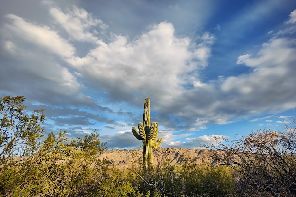 Javelina Rocks | Cactus Forest Dr, Tucson, AZ 85748, USA | Phone: (520) 733-5153