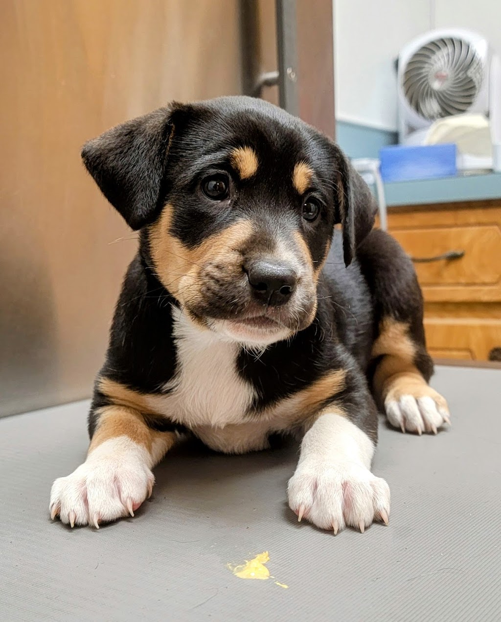 Wills Point Veterinary Clinic | 1209 W Park Dr, Wills Point, TX 75169, USA | Phone: (903) 873-9132