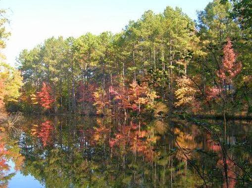 The Cabin Farm | 675 Howard Tant Rd, Zebulon, NC 27597 | Phone: (919) 496-7193