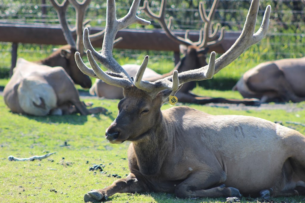 Bull Elk Exhibit | 43520 Seward Hwy, Girdwood, AK 99587, USA | Phone: (907) 783-0058
