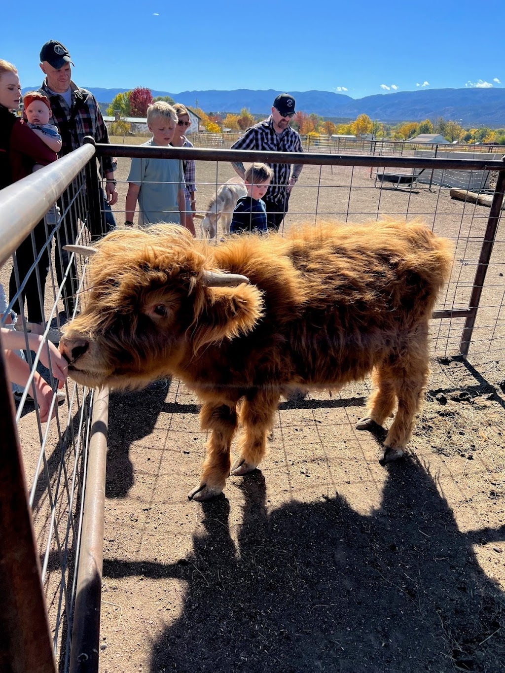Shepperly Farm and Petting Zoo | 3240 Grandview Ave, Cañon City, CO 81212 | Phone: (719) 220-0258