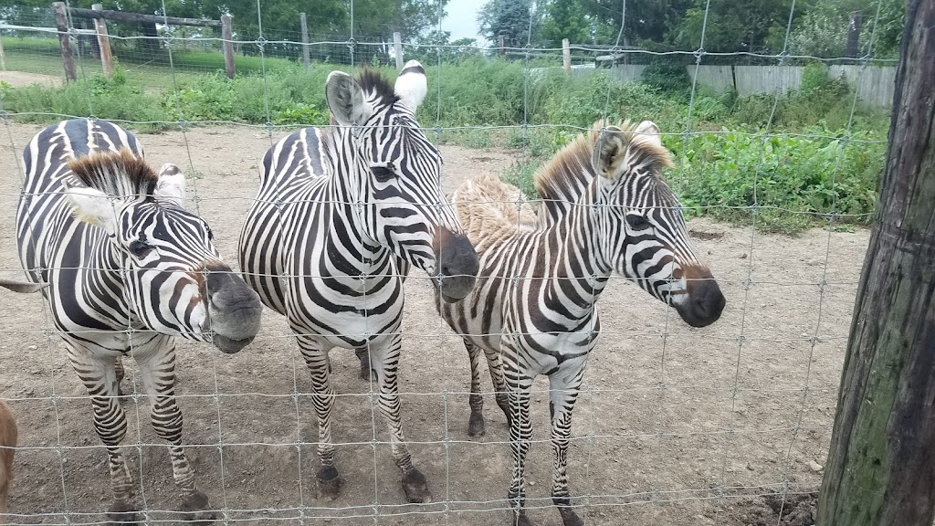 Critter Country Animal Farm | 914 PA-981, Smithton, PA 15479, USA | Phone: (724) 872-5988