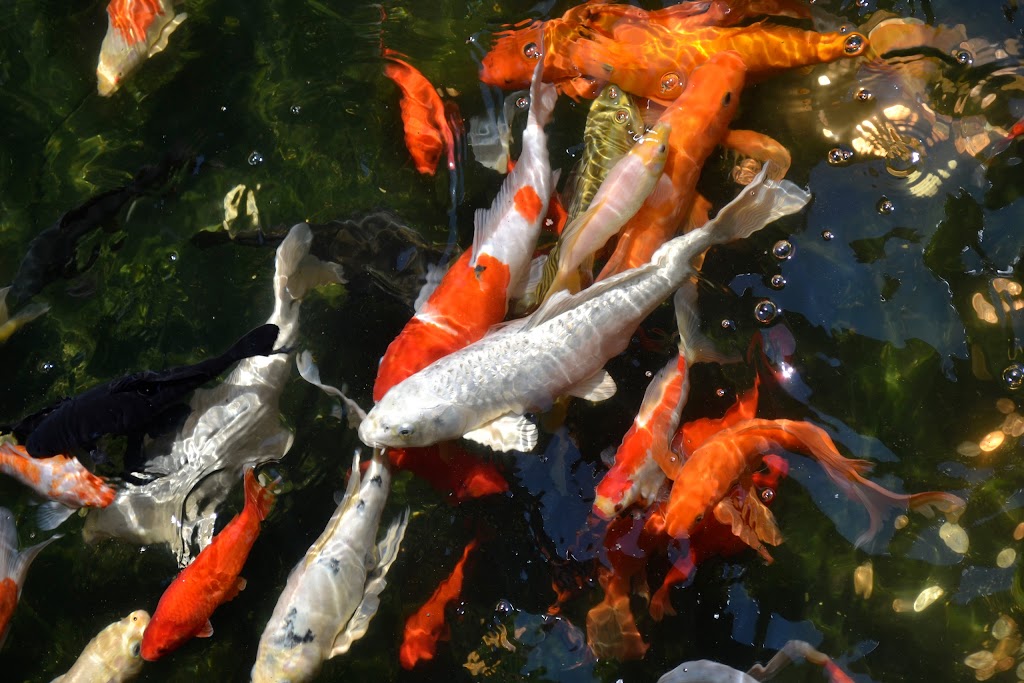 Shogun Japanese Steakhouse | 2324 N Germantown Pkwy, Cordova, TN 38016, USA | Phone: (901) 384-4122