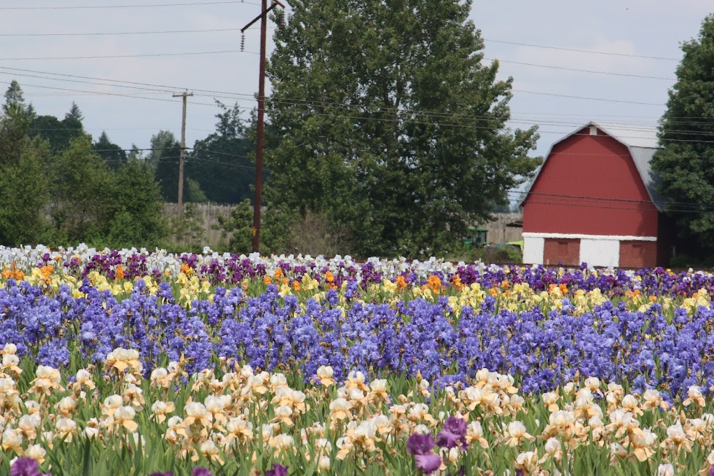 Schreiners Iris Gardens | 3625 Quinaby Rd NE, Salem, OR 97303, USA | Phone: (503) 393-3232