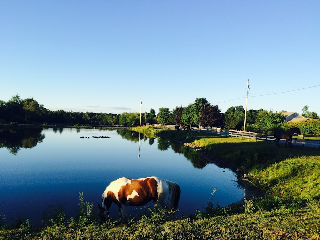 Dun Dreamin Horse Farm | 53 Day Rd, Campbell Hall, NY 10916, USA | Phone: (845) 742-9816