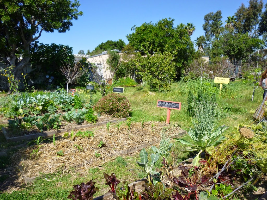 Solano Canyon Community Garden | Los Angeles, CA 90012, USA | Phone: (323) 276-9931